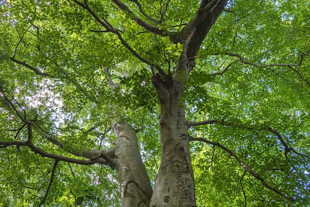 a large tree with green foliage on it