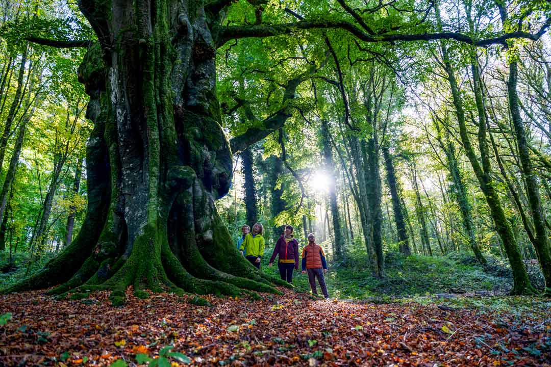a large tree in the forest