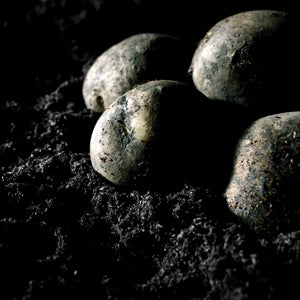 closeup of potatoes on the dark soil
